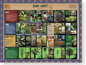image of prairie harvest plant poster